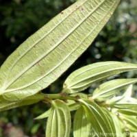 Gonostegia pentandra var. wightii (Benn.) Pull. & Karupp.